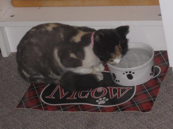 /Images/uploads/Humane Society of Utah/HSUCalendar/entries/944thumb.jpg